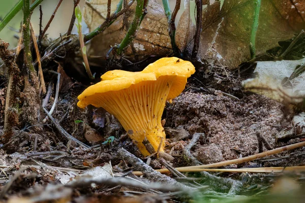 Детальний знімок жовтого гриба лисички між сосновими голки — стокове фото