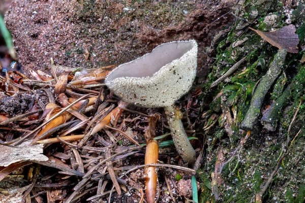 Nahaufnahme eines Peziza-Pilzes zwischen Kiefernnadeln — Stockfoto