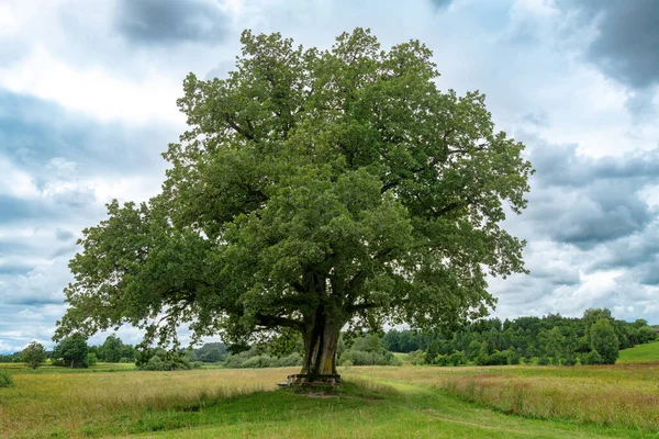 Jediný dub v Bavorsku stojí izolovaný na louce — Stock fotografie