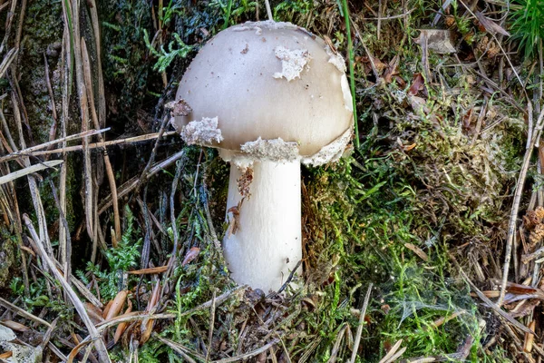 Close-up de um cogumelo agárico entre agulhas de pinheiro — Fotografia de Stock