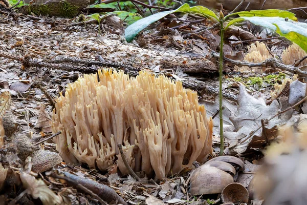 Egy lazackorall közeli Ramaria formosa gomba fenyőtűk között. — Stock Fotó