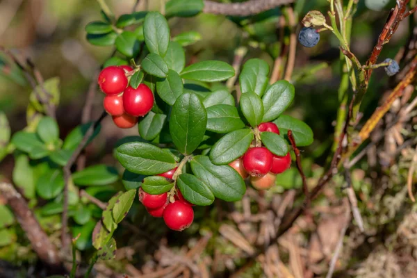 Detail shot of ripe red cranberries on the bush — Stock Photo, Image