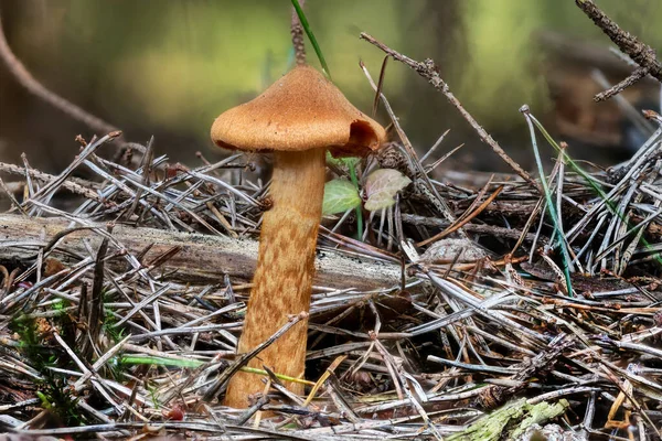 Nahaufnahme Eines Tödlichen Webkappenpilzes Zwischen Kiefernnadeln Und Gras — Stockfoto