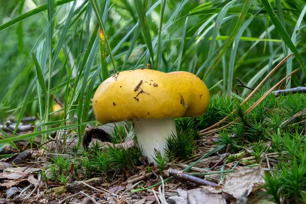 소나무 사이에 노란색 버섯을 클로즈업 — 스톡 사진
