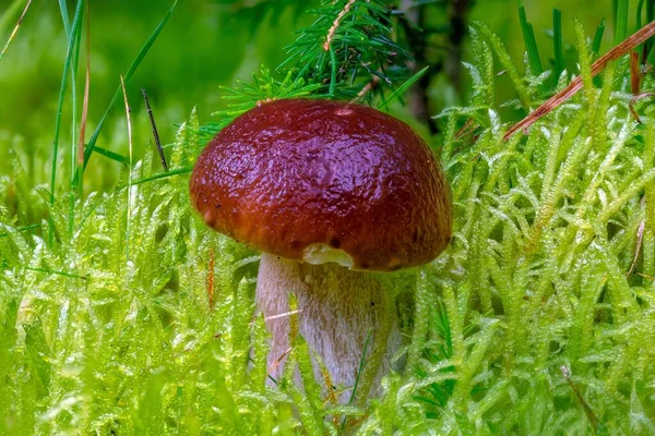 옅은이끼에 짙은 갈색 모자를 쓴 어린 가문비나무 돌 버섯 — 스톡 사진