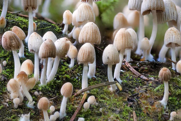 Detail einer Pilzkolonie der Sommerhaube zwischen grünem Moos — Stockfoto