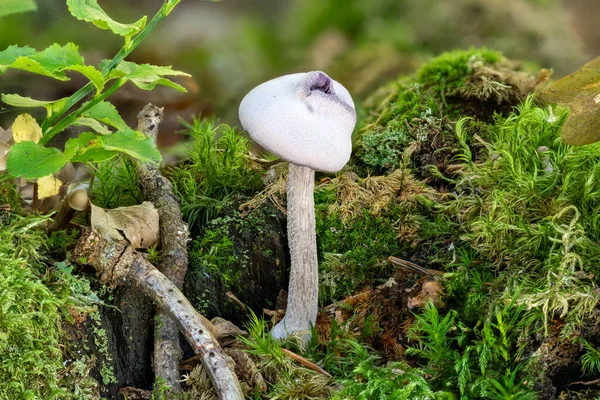 Nahaufnahme Eines Einzigen Leuchtend Violetten Pilzes Zwischen Moos Gras Und — Stockfoto