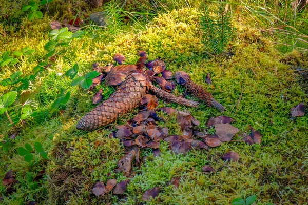 Lieu d'alimentation d'un écureuil avec des cônes d'épinette entiers et rongés sur une souche d'arbre — Photo