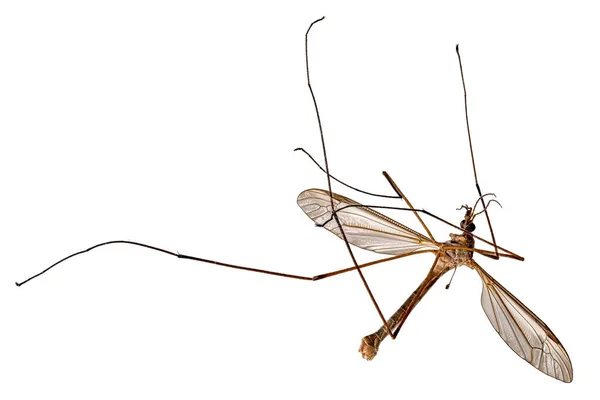 Wielki martwy żurawinek, Tipula paludosa, leży na plecach — Zdjęcie stockowe