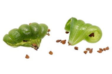 Cracked seed pods from a Buzzy Lizzy plant Impatiens walleriana clipart