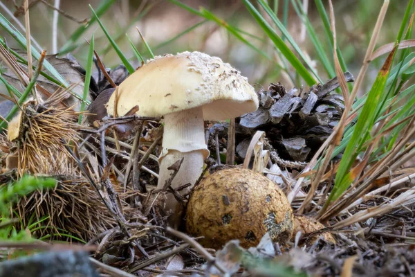 Close up of a panther cap, Amanita pantherina, mushroom between autumn leaves — Stock Photo, Image