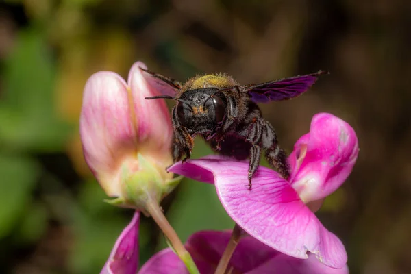 Retrato de uma abelha de Carpenter em uma flor lupins roxo contra fundo escuro — Fotografia de Stock