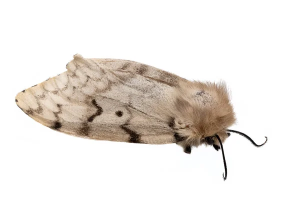 Moth mort, spongieuse, Lymantria dispar isolé — Photo