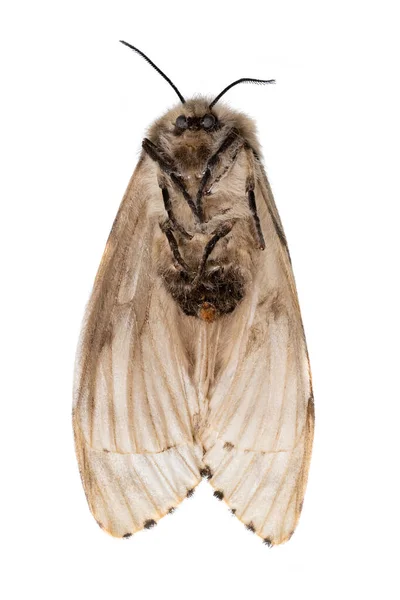 Dead light brown moth lies on his back with his feet on — Stock Photo, Image