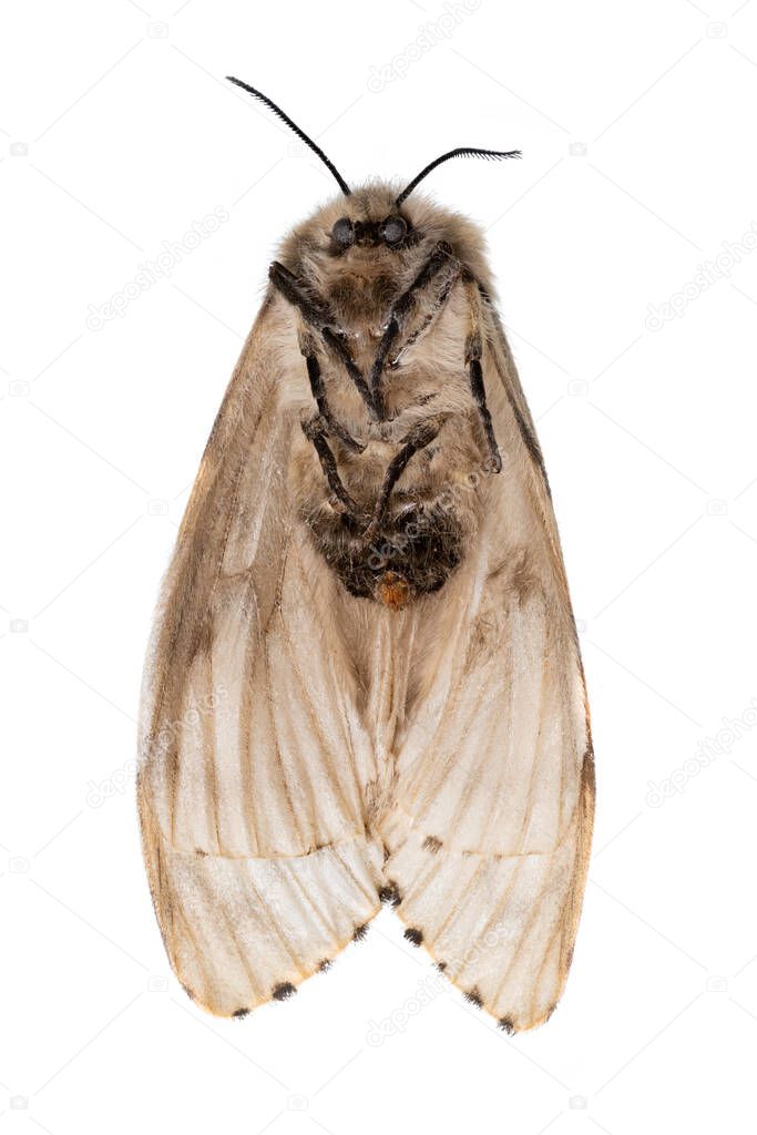 Dead light brown moth lies on his back with his feet on