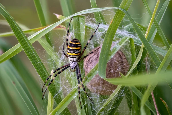 Argiope bruennichi wasp spider defending its cocooned eggs Royalty Free Stock Images