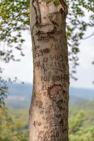 Stromový Kmen Buku Poškrábanými Graffiti Lehkém Kopcovitém Pozadí — Stock fotografie