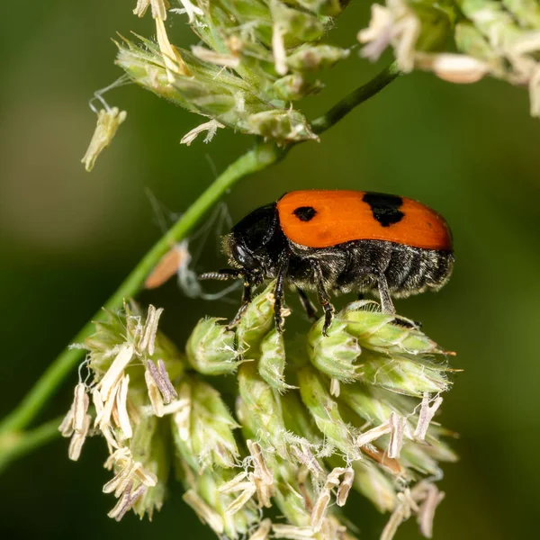 Bir çiçeğin üzerindeki küçük kırmızı karınca çantası böceğinin yan görüntüsü — Stok fotoğraf