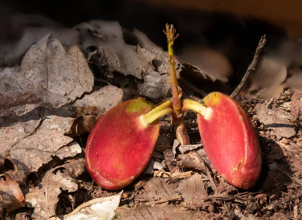 Petite tige de plante qui pousse à partir d'un gland fendu — Photo