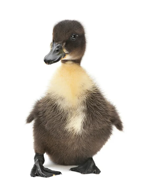 Pasgeboren black duck — Stockfoto