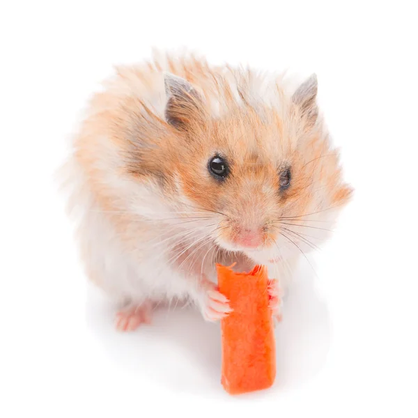 Hamster frisst Möhre — Stockfoto