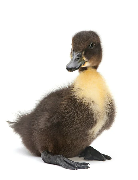 Pasgeboren black duck — Stockfoto