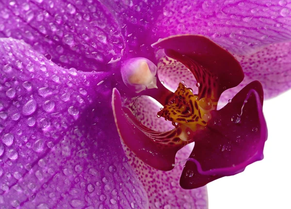 Purple orchid closeup head — Stock Photo, Image