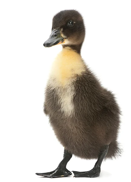 Black duck απομονωμένες — Φωτογραφία Αρχείου