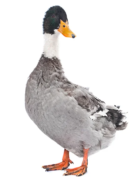 Vahşi gri ördek — Stok fotoğraf