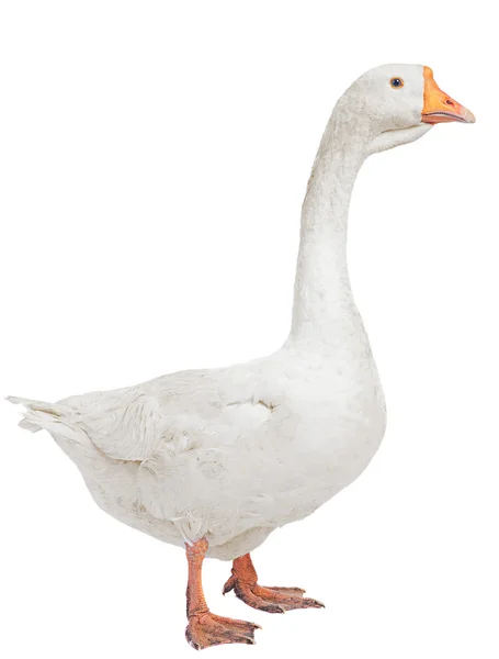 White goose isolated — Stock Photo, Image