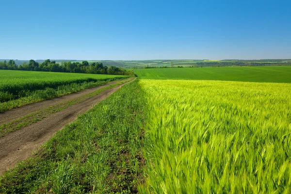 Молодое пшеничное поле — стоковое фото