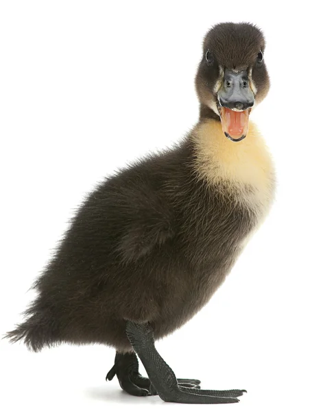 Black duck απομονωμένες — Φωτογραφία Αρχείου