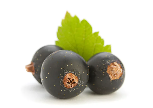 Fruta de grosella negra —  Fotos de Stock