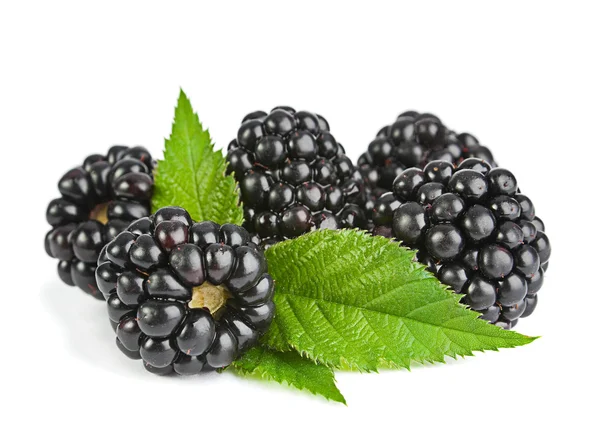 Blackberry fruit on white — Stock Photo, Image