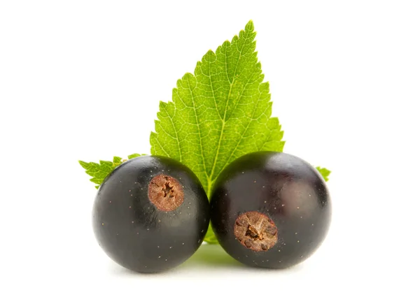 Φρούτα μαύρης σταφίδας — Φωτογραφία Αρχείου