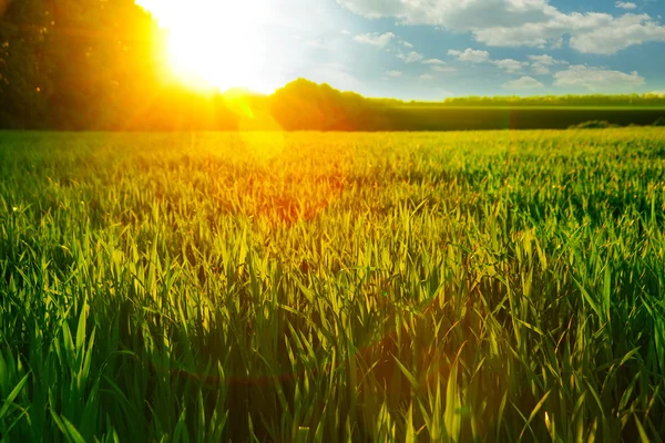 Dawn on wheat field — Stock Photo, Image