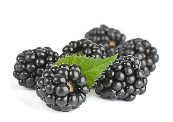 Blackberry fruit on white — Stock Photo, Image