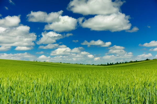 Campo de trigo joven — Foto de Stock