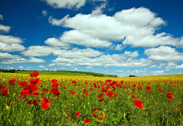 Campo de flores de papoula — Fotografia de Stock