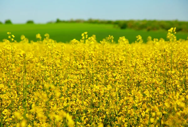 Campo de violación Blossom — Foto de Stock