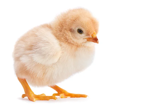 Bebé de pollo en blanco —  Fotos de Stock