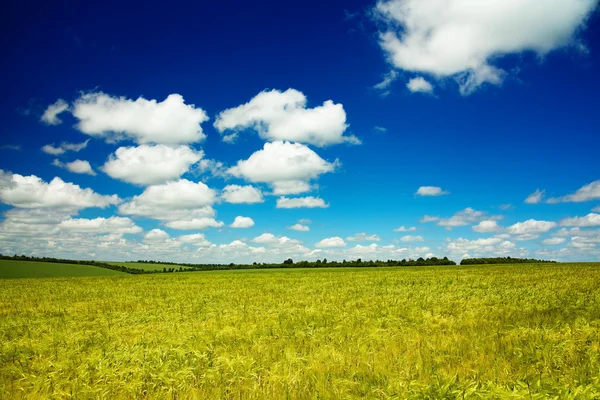 Vetefält och himmel — Stockfoto