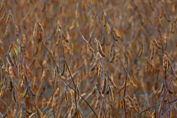 Soybean plant square frame — Stock Photo, Image