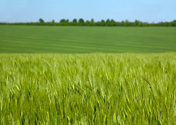 Paisagem com trigo jovem — Fotografia de Stock