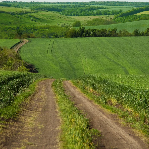 Estrada de terra com campo — Fotografia de Stock