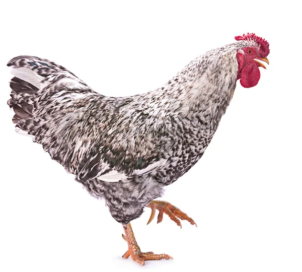 Pockmarked rooster on white — Stock Photo, Image