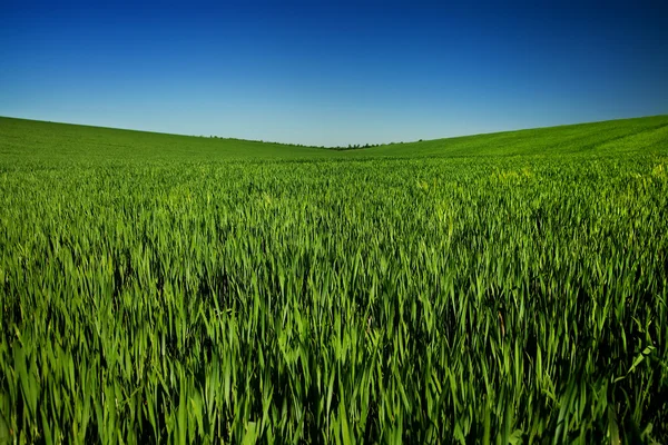 Genç buğday alanı — Stok fotoğraf