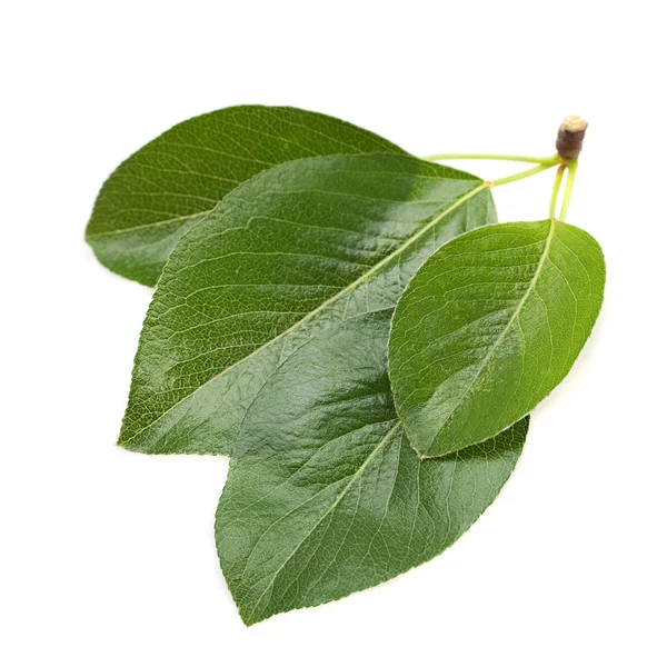 Вишневый лист на белом — стоковое фото