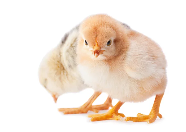 Två baby kyckling närbild — Stockfoto