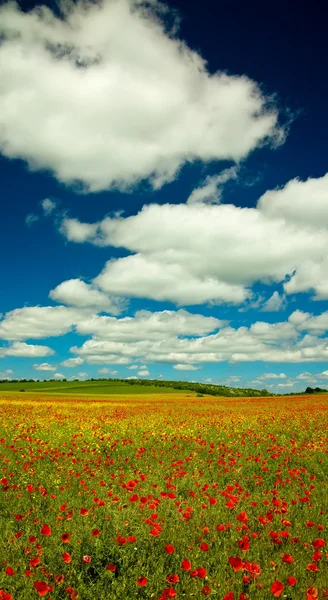 Mohn- und Rapsfeld — Stockfoto